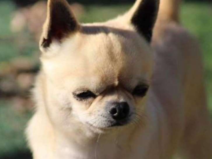 Un chien Chihuahua mâle bicolore LOF pour saillie