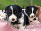 Chiots Berger Australien LOF à vendre