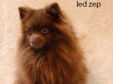 Chien adulte mâle Spitz LOF couleur chocolat pour saillie