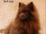 Chien adulte mâle Spitz LOF couleur chocolat pour saillie