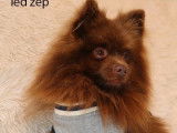 Chien adulte mâle Spitz LOF couleur chocolat pour saillie