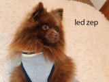 Chien adulte mâle Spitz LOF couleur chocolat pour saillie
