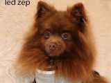 Chien adulte mâle Spitz LOF couleur chocolat pour saillie