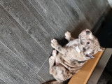 Chiot American Bully pocket &agrave; vendre