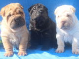 Chiots mâles de race Shar-Pei (LOF) disponibles à la vente