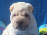 Chiots mâles de race Shar-Pei (LOF) disponibles à la vente