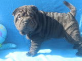 Chiots mâles de race Shar-Pei (LOF) disponibles à la vente