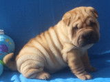 Chiots mâles de race Shar-Pei (LOF) disponibles à la vente