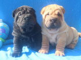 Chiots mâles de race Shar-Pei (LOF) disponibles à la vente