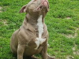 Un chien mâle (LOF) Bully Américain marron et blanc disponible pour saillie
