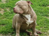 Un chien mâle (LOF) Bully Américain marron et blanc disponible pour saillie