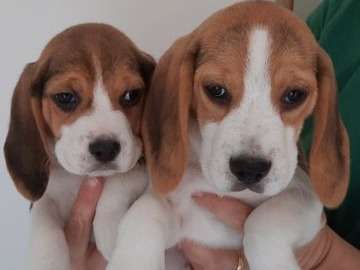 À vendre, 4 chiots Beagle tricolores mâles LOF, de 2021