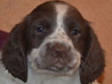 2 chiots mâles Springer Spaniel (LOF) au pelage marron et blanc à vendre