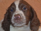 2 chiots mâles Springer Spaniel (LOF) au pelage marron et blanc à vendre