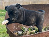 3 chiots Staffordshire Bull Terrier mâles à acheter, LOF, septembre 2021