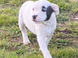 3 chiots Staffordshire Bull Terrier mâles à acheter, LOF, septembre 2021