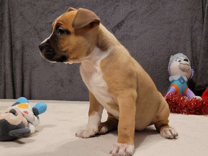 8 chiots American Staffordshire Terrier au pelage blanc et marron (LOF) à vendre