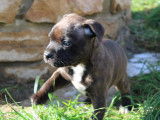 2 chiots, 1 mâle et 1 femelle Staffordshire Bull Terrier LOF,  à vendre