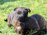 2 chiots, 1 mâle et 1 femelle Staffordshire Bull Terrier LOF,  à vendre