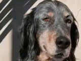 À placer Chien setter tricolore très foncé