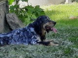 À placer Chien setter tricolore très foncé