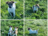 Vente de 2 chiots Terrier Jack Russell au pelage fauve et blanc LOF nés en 2021
