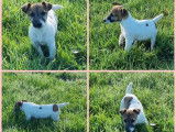 Vente de 2 chiots Terrier Jack Russell au pelage fauve et blanc LOF nés en 2021