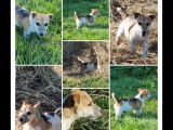Vente de 2 chiots Terrier Jack Russell au pelage fauve et blanc LOF nés en 2021