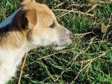 Vente de 2 chiots Terrier Jack Russell au pelage fauve et blanc LOF nés en 2021