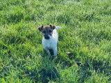 Vente de 2 chiots Terrier Jack Russell au pelage fauve et blanc LOF nés en 2021