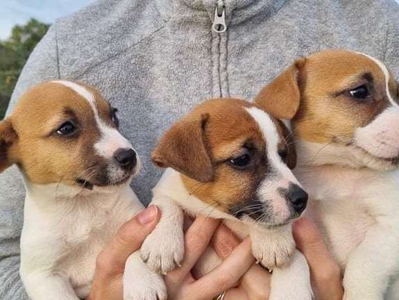 5 chiots Terrier Jack Russel LOF bicolores nés en 2021 disponibles