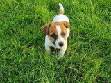 5 chiots Terrier Jack Russel LOF bicolores nés en 2021 disponibles
