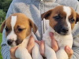 5 chiots Terrier Jack Russel LOF bicolores nés en 2021 disponibles