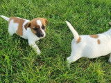 5 chiots Terrier Jack Russel LOF bicolores nés en 2021 disponibles