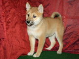 Un chiot Shiba Inu fauve né en août 2021 LOF en vente