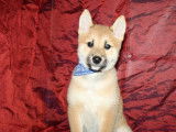 Un chiot Shiba Inu fauve né en août 2021 LOF en vente