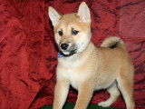Un chiot Shiba Inu fauve né en août 2021 LOF en vente