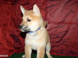 Un chiot Shiba Inu fauve né en août 2021 LOF en vente