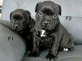 Quatre chiots Staffordshire Bull Terrier noirs LOF disponibles à la réservation