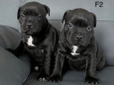 Quatre chiots Staffordshire Bull Terrier noirs LOF disponibles à la réservation