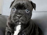 Quatre chiots Staffordshire Bull Terrier noirs LOF disponibles à la réservation