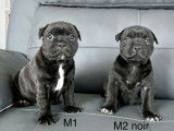 Quatre chiots Staffordshire Bull Terrier noirs LOF disponibles à la réservation