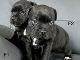 Quatre chiots Staffordshire Bull Terrier noirs LOF disponibles à la réservation