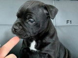 Quatre chiots Staffordshire Bull Terrier noirs LOF disponibles à la réservation
