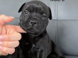 Quatre chiots Staffordshire Bull Terrier noirs LOF disponibles à la réservation