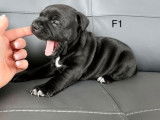 Quatre chiots Staffordshire Bull Terrier noirs LOF disponibles à la réservation