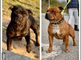 Quatre chiots Staffordshire Bull Terrier noirs LOF disponibles à la réservation