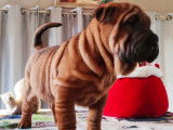 Mise à la vente d’un chiot mâle Shar-Peï couleur fauve charbonné LOF