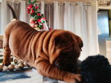 Mise à la vente d’un chiot mâle Shar-Peï couleur fauve charbonné LOF
