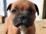 À réserver 9 chiots Staffordshire Bull Terrier LOF